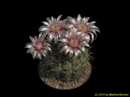 Gymnocalycium eluhilton 264